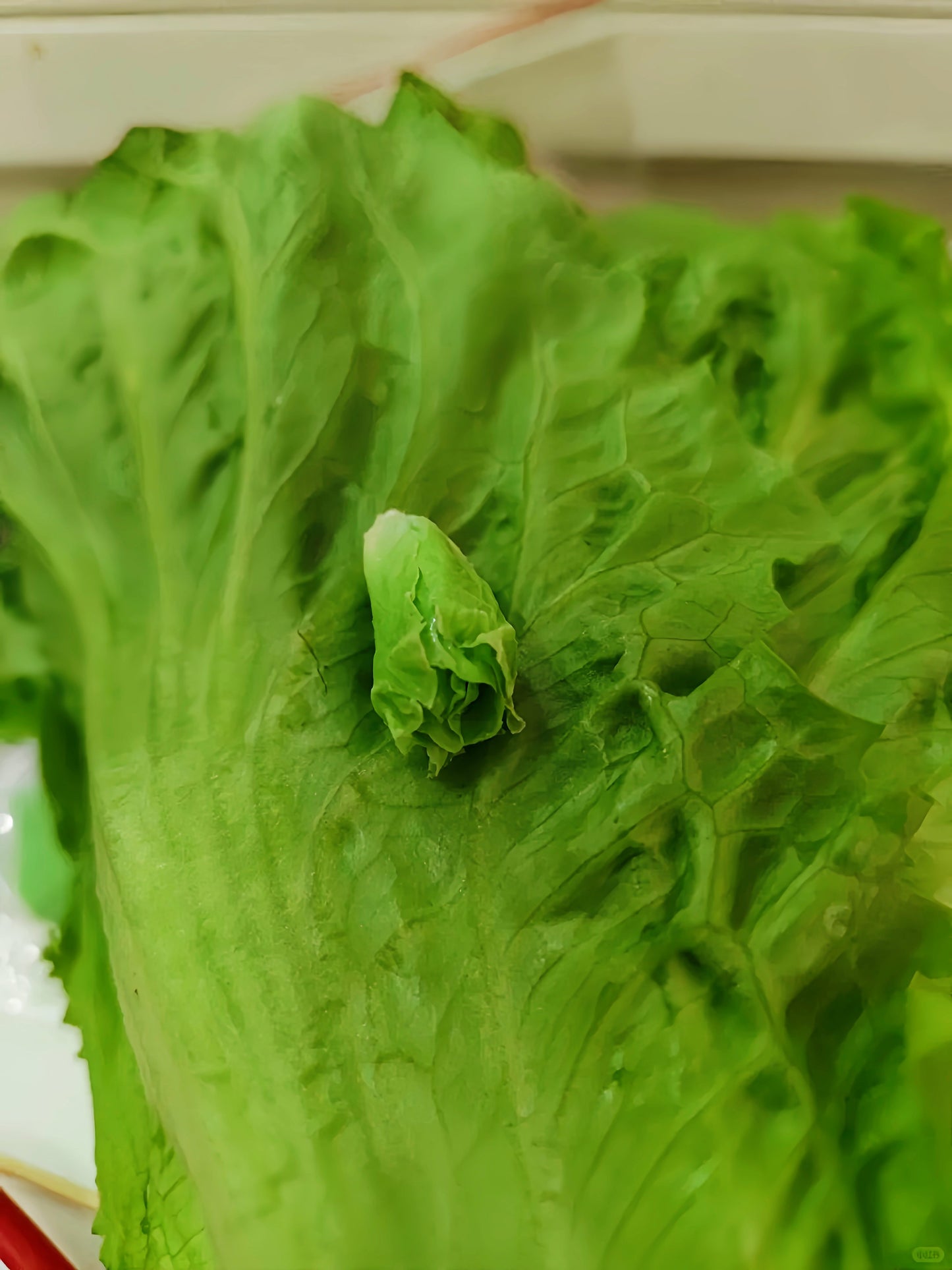 6Pcs Miniature Lettuce Set – Hand-Sculpted 1:6 Scale Baby Romaine Lettuce Heads, Realistic Tiny Green Vegetable for Blythe & Barbie Dollhouse Kitchens, Salad & Burger Dioramas, Resin Jewelry & Polymer Clay Food