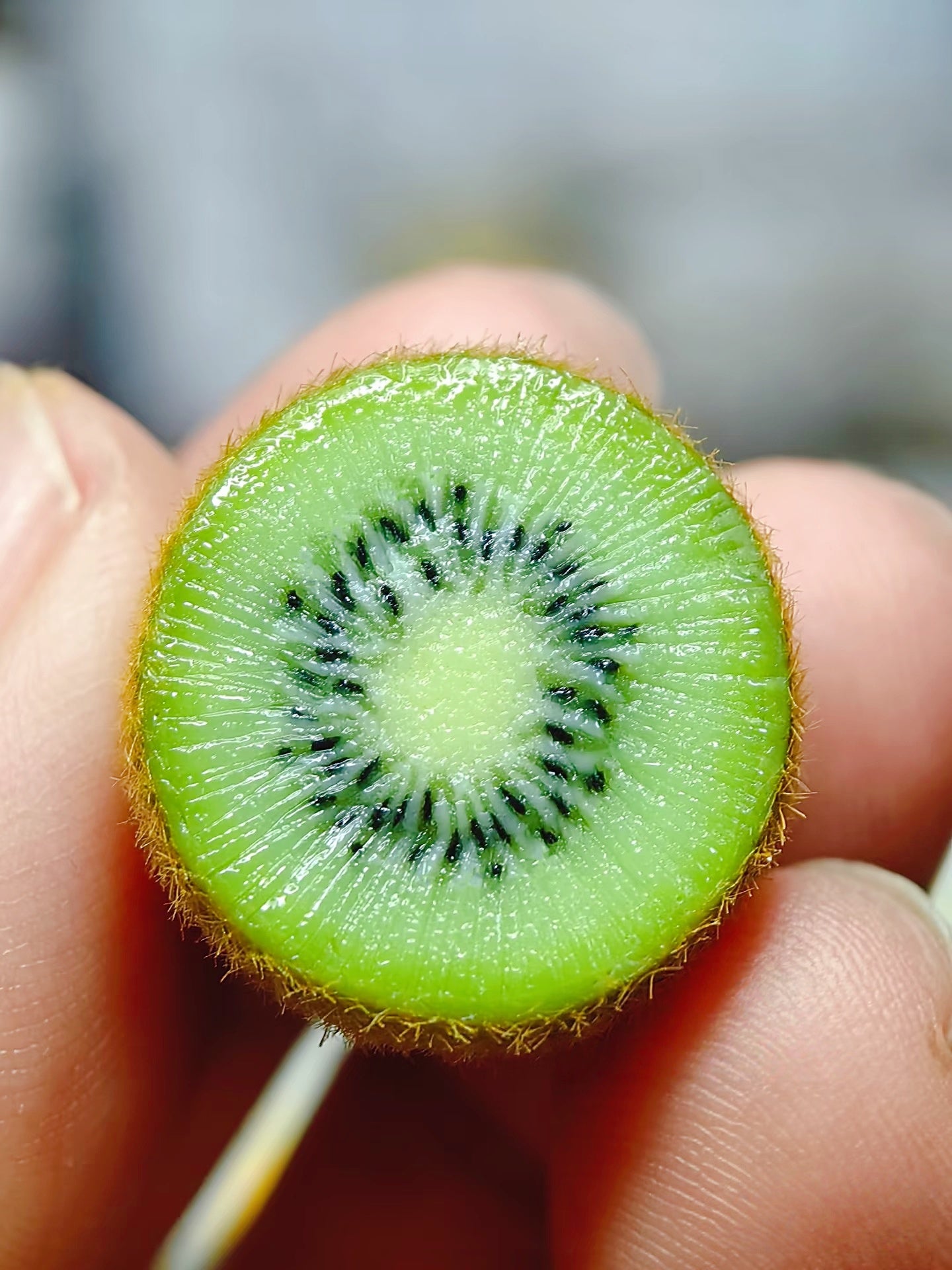 3Pcs Miniature Kiwi Fruit Set – Hand-Sculpted 1:12 Scale Dollhouse Kiwi with Real Fuzzy Skin, Radiating Green Flesh and Hand-Placed Black Seeds, Tiny Realistic Fruit for Dioramas & Polymer Clay Food Miniatures