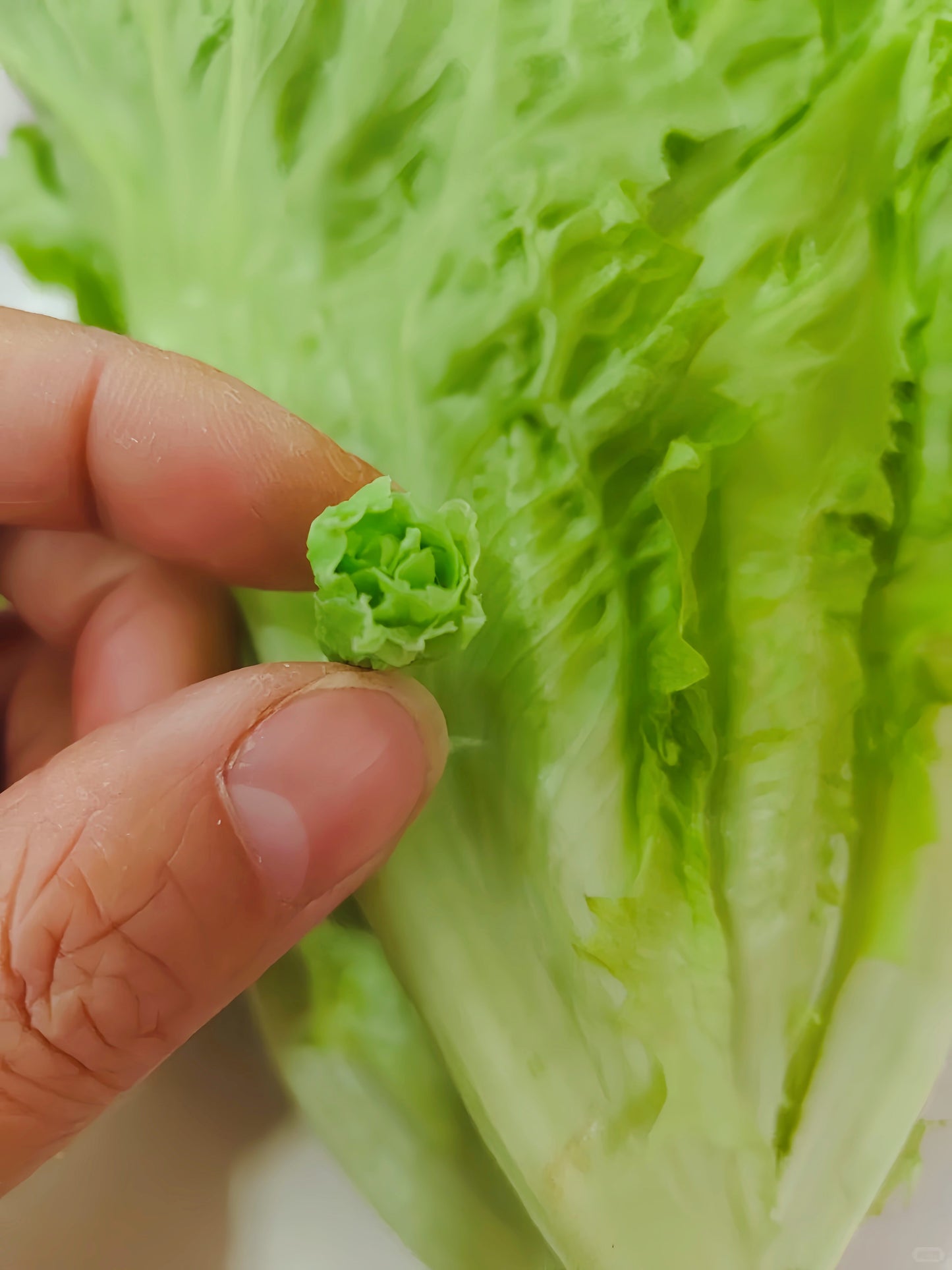 6Pcs Miniature Lettuce Set – Hand-Sculpted 1:6 Scale Baby Romaine Lettuce Heads, Realistic Tiny Green Vegetable for Blythe & Barbie Dollhouse Kitchens, Salad & Burger Dioramas, Resin Jewelry & Polymer Clay Food