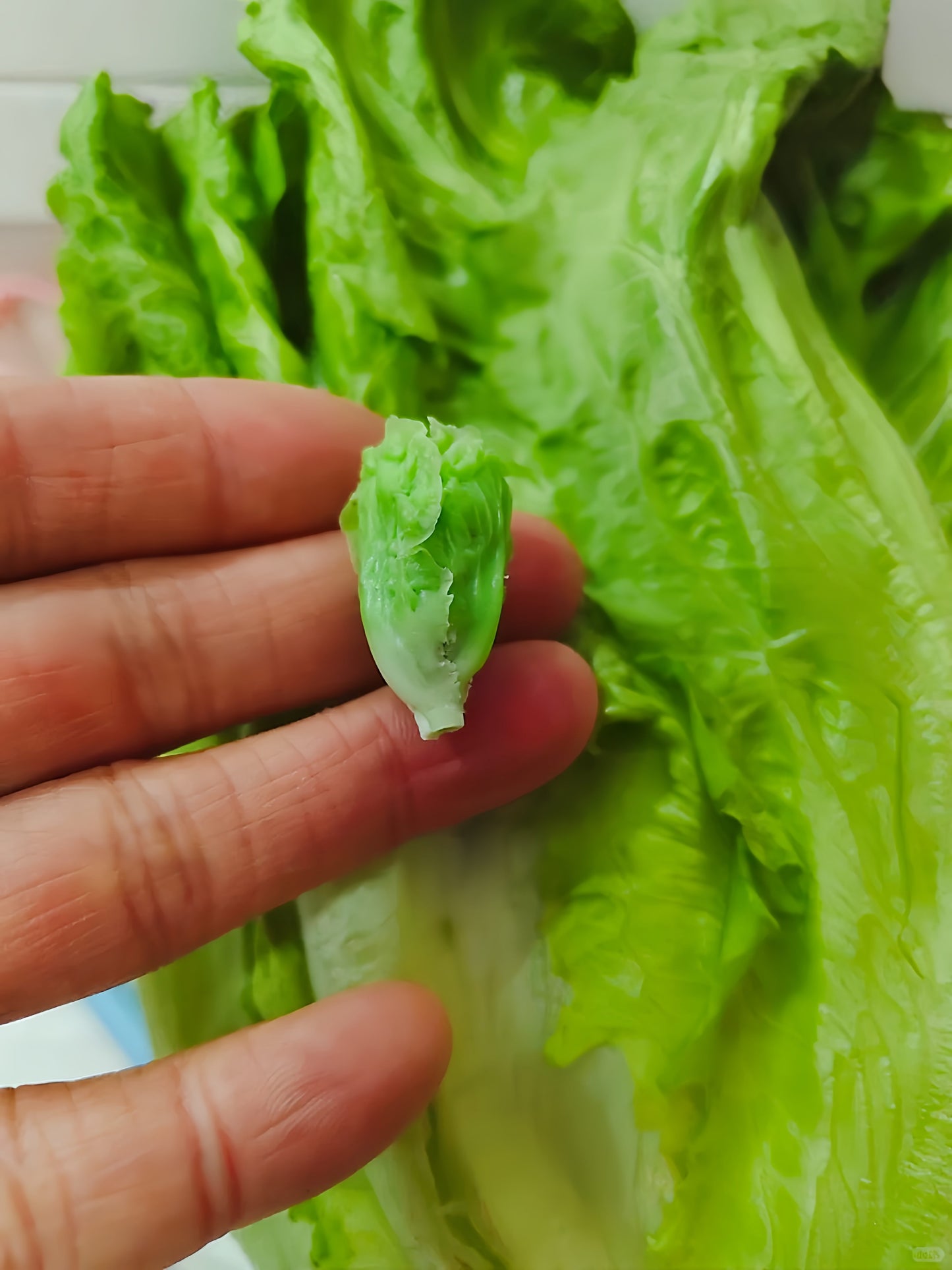 6Pcs Miniature Lettuce Set – Hand-Sculpted 1:6 Scale Baby Romaine Lettuce Heads, Realistic Tiny Green Vegetable for Blythe & Barbie Dollhouse Kitchens, Salad & Burger Dioramas, Resin Jewelry & Polymer Clay Food