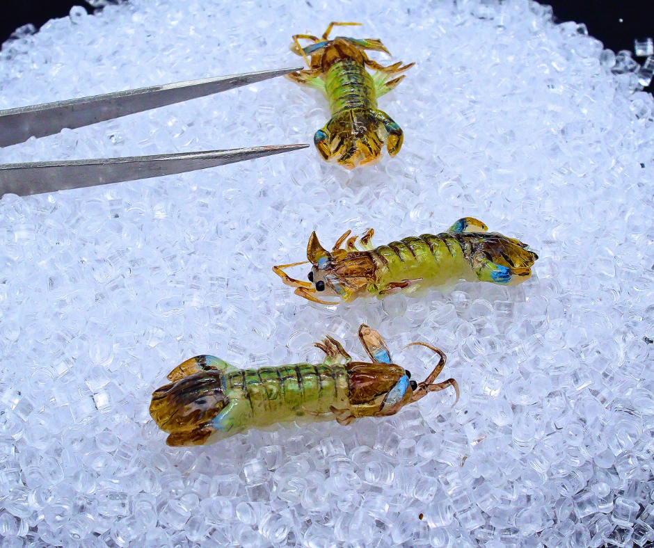 Miniature Mantis Shrimp - Hand-Sculpted 1:6 Scale Fresh Mantis Prawn with Segmented Shell, Blue-Edged Tail Fan & Antennae, Realistic Seafood Dollhouse Food for Blythe & Barbie Kitchen Dioramas, Resin Jewelry & Polymer Clay Food
