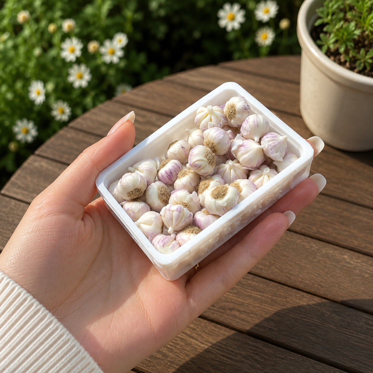 1:6 Scale Miniature Garlic Bulb Set – Dollhouse White & Purple Garlic Variety, Handmade Polymer Clay Realistic Kitchen Vegetable for Blythe BJD Diorama