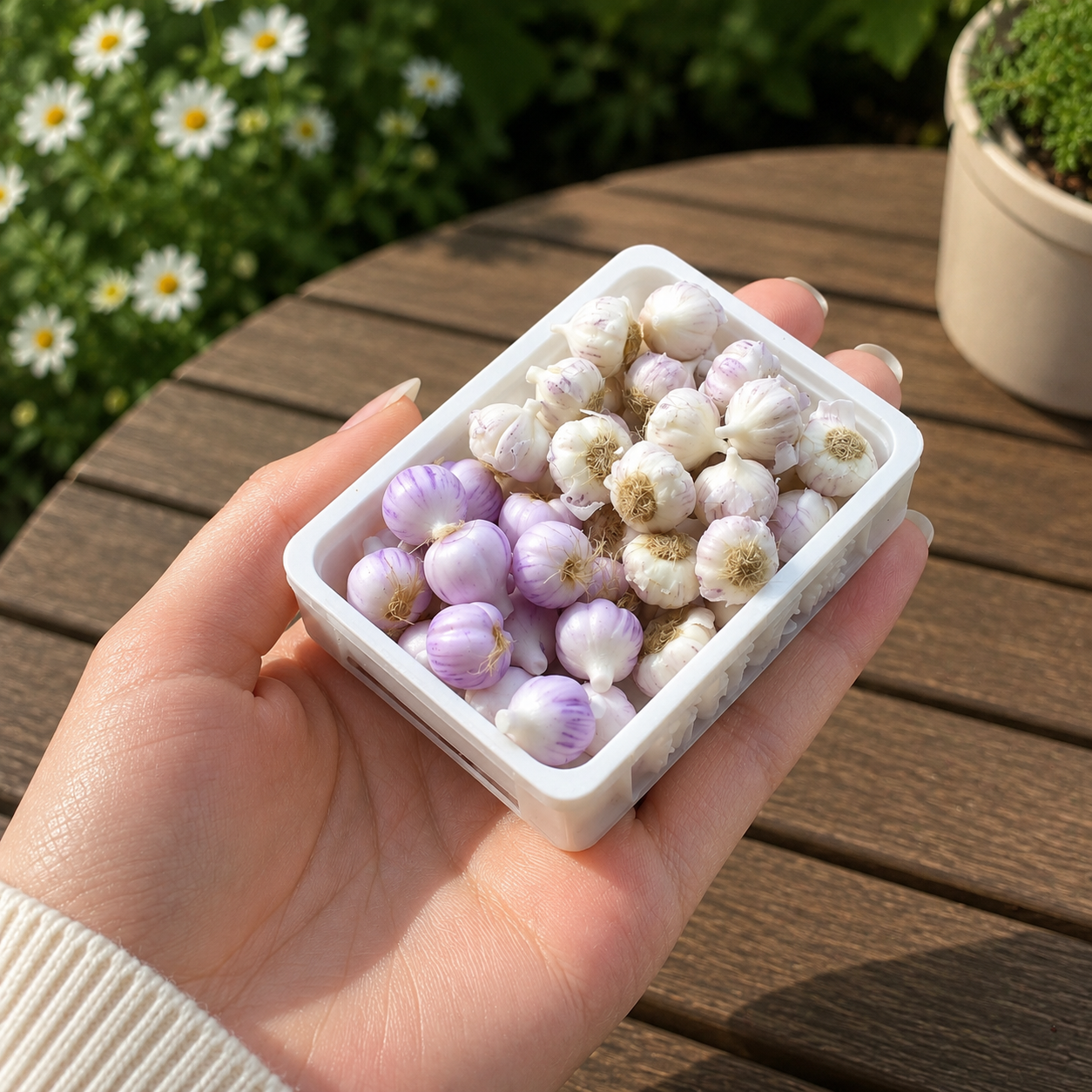1:6 Scale Miniature Garlic Bulb Set – Dollhouse White & Purple Garlic Variety, Handmade Polymer Clay Realistic Kitchen Vegetable for Blythe BJD Diorama