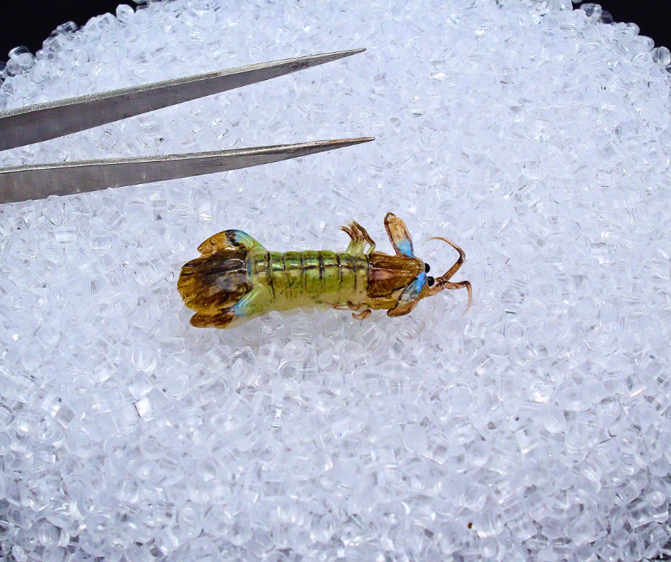 Miniature Mantis Shrimp - Hand-Sculpted 1:6 Scale Fresh Mantis Prawn with Segmented Shell, Blue-Edged Tail Fan & Antennae, Realistic Seafood Dollhouse Food for Blythe & Barbie Kitchen Dioramas, Resin Jewelry & Polymer Clay Food