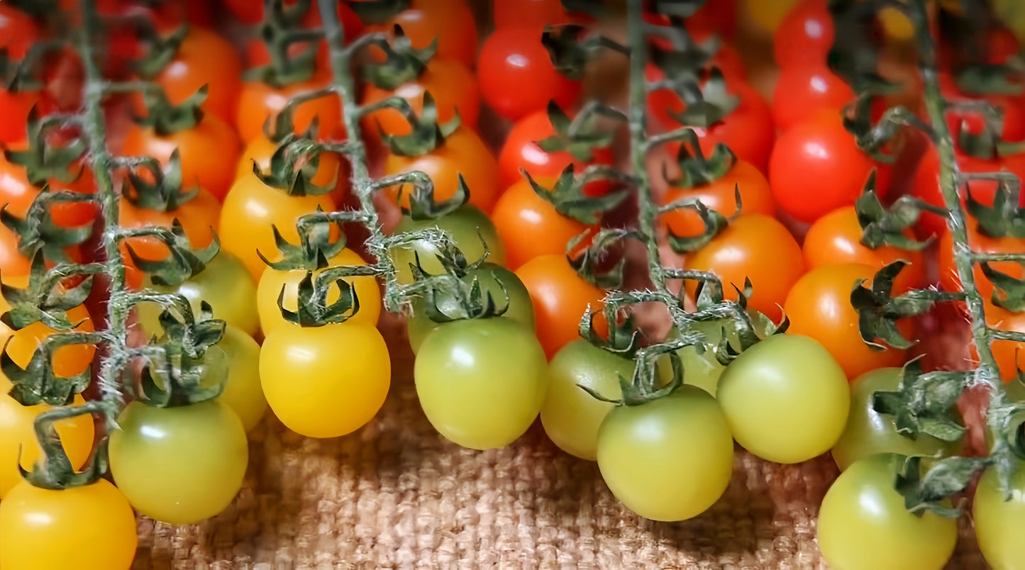 polymer clay cherry tomato vine miniature fdmini
