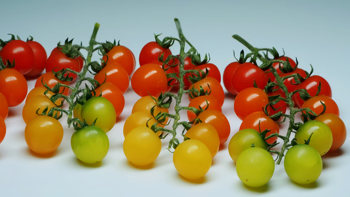 miniature tomato cluster for 1:12 scale display fdmini