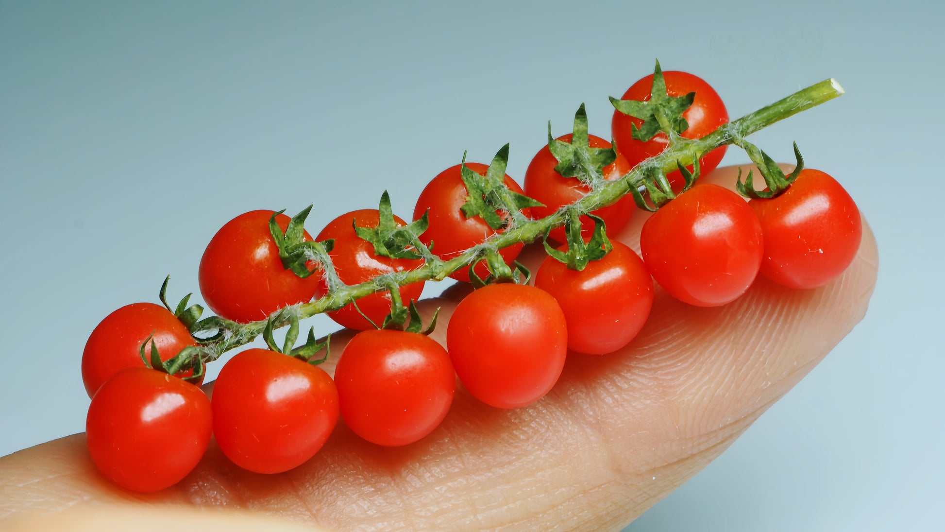 miniature tomato cluster for 1:12 scale display fdmini