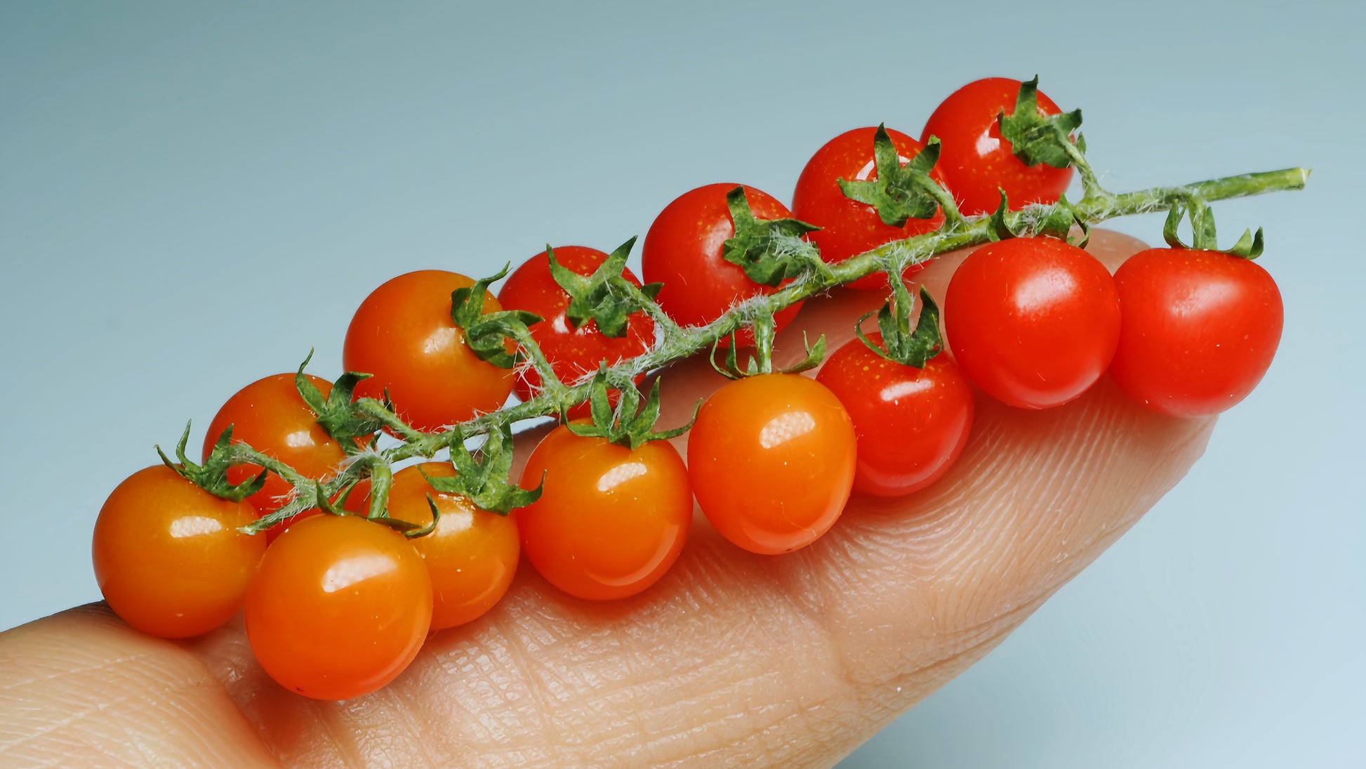 miniature tomato cluster for 1:12 scale display fdmini