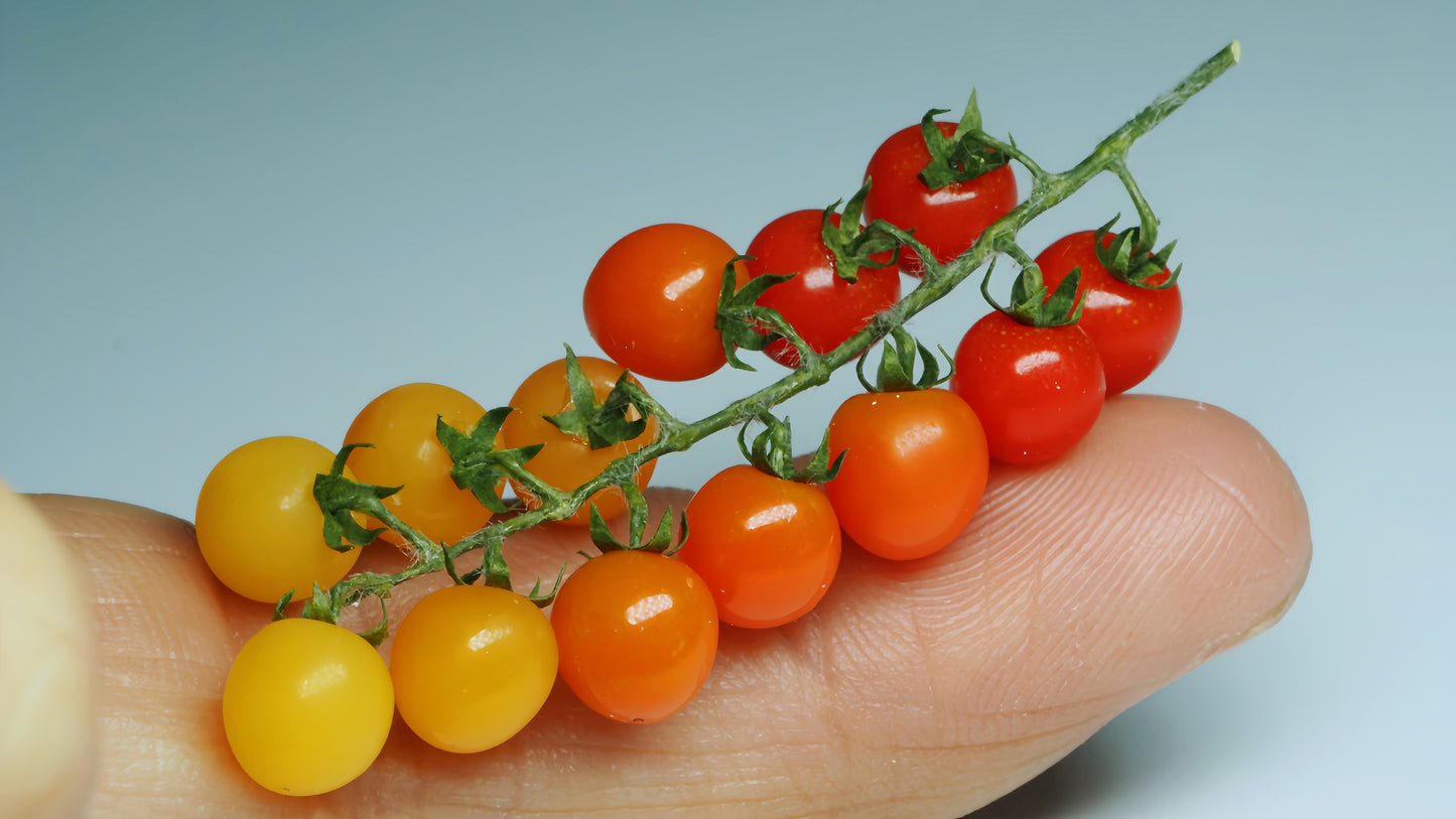 miniature tomato cluster for 1:12 scale display fdmini