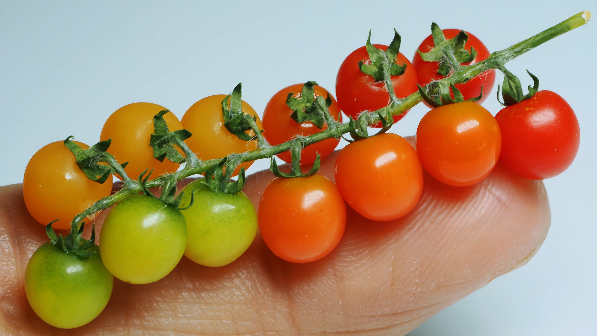 miniature tomato cluster for 1:12 scale display fdmini