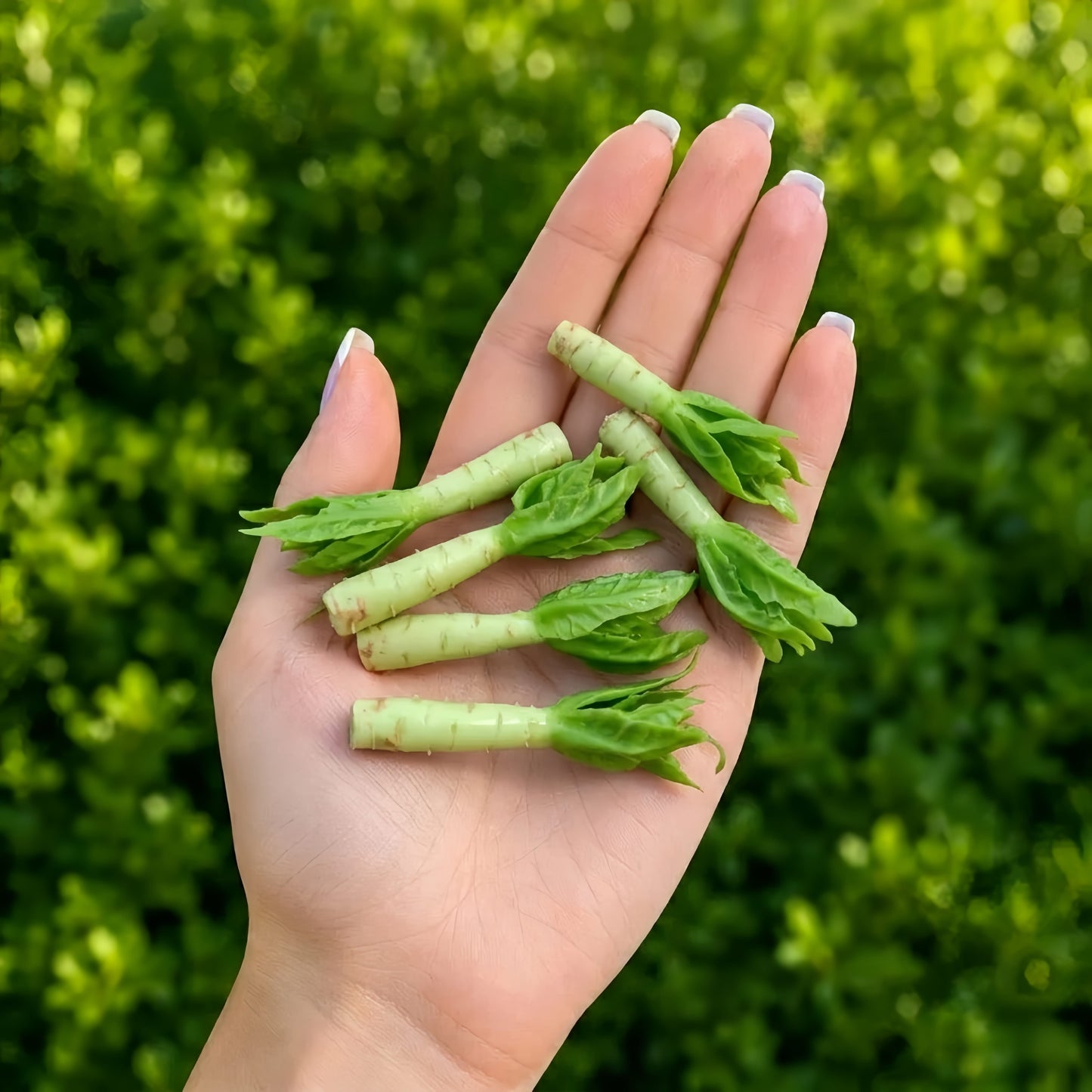 6Pcs Miniature Celtuce Set – Hand-Sculpted 1:6 Scale Chinese Stem Lettuce, Realistic Tiny Asian Vegetable for Blythe & Barbie Dollhouse Kitchens, Wet-Market & Stir-Fry Dioramas, Resin Jewelry & Polymer Clay Food