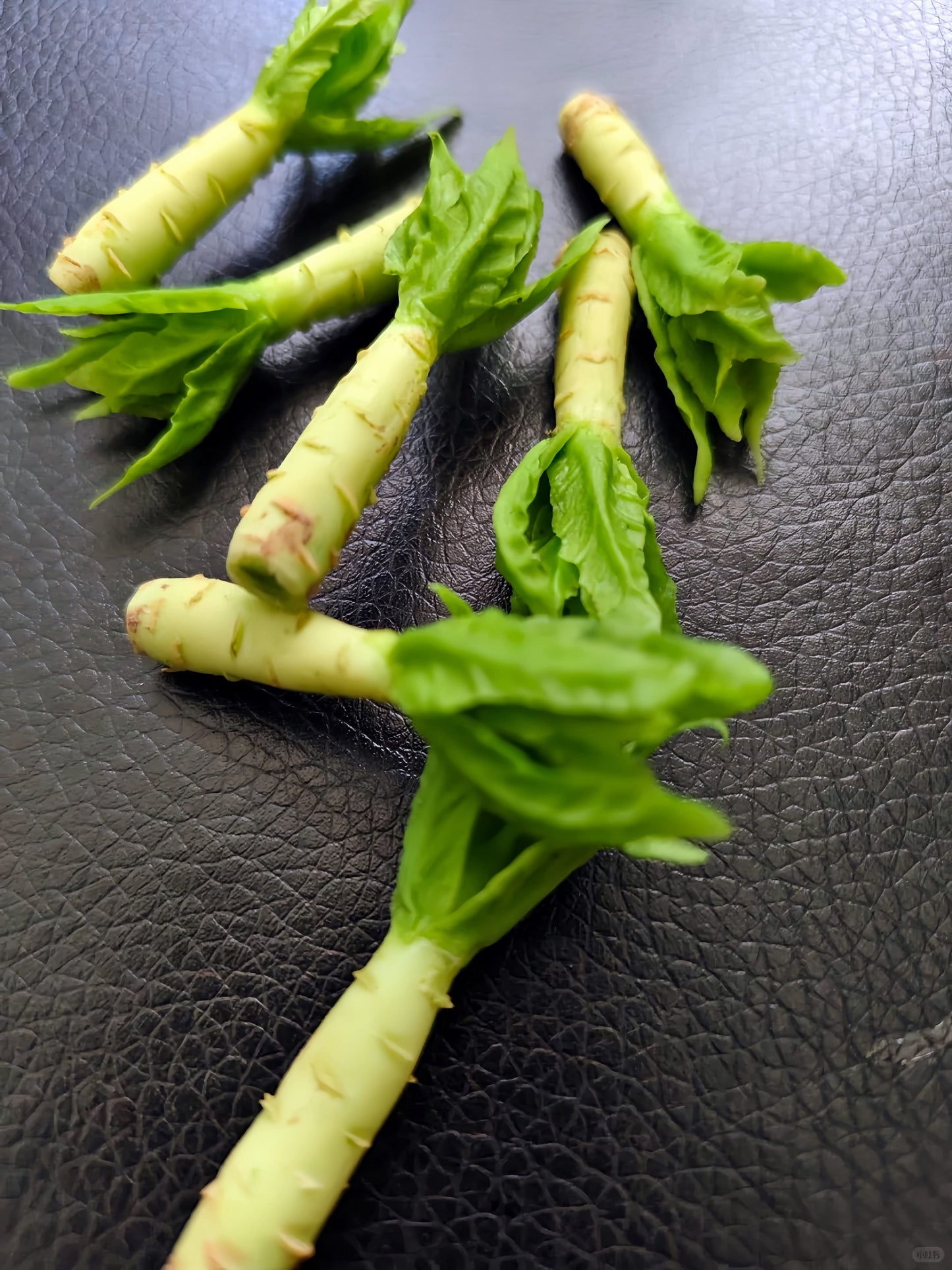 6Pcs Miniature Celtuce Set – Hand-Sculpted 1:6 Scale Chinese Stem Lettuce, Realistic Tiny Asian Vegetable for Blythe & Barbie Dollhouse Kitchens, Wet-Market & Stir-Fry Dioramas, Resin Jewelry & Polymer Clay Food