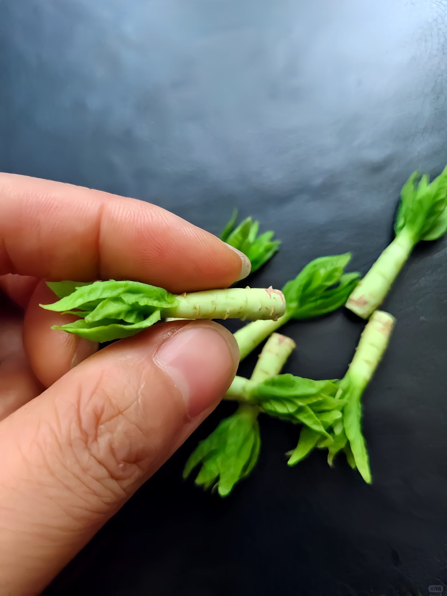 6Pcs Miniature Celtuce Set – Hand-Sculpted 1:6 Scale Chinese Stem Lettuce, Realistic Tiny Asian Vegetable for Blythe & Barbie Dollhouse Kitchens, Wet-Market & Stir-Fry Dioramas, Resin Jewelry & Polymer Clay Food