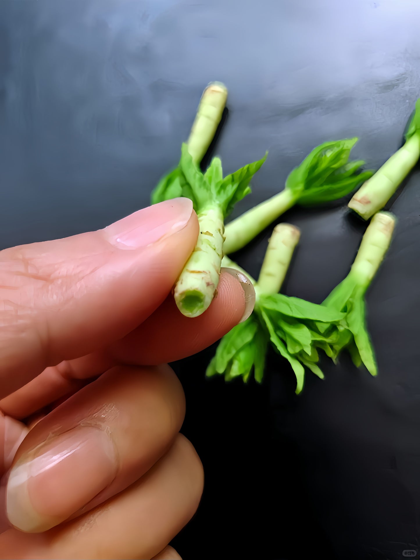 6Pcs Miniature Celtuce Set – Hand-Sculpted 1:6 Scale Chinese Stem Lettuce, Realistic Tiny Asian Vegetable for Blythe & Barbie Dollhouse Kitchens, Wet-Market & Stir-Fry Dioramas, Resin Jewelry & Polymer Clay Food