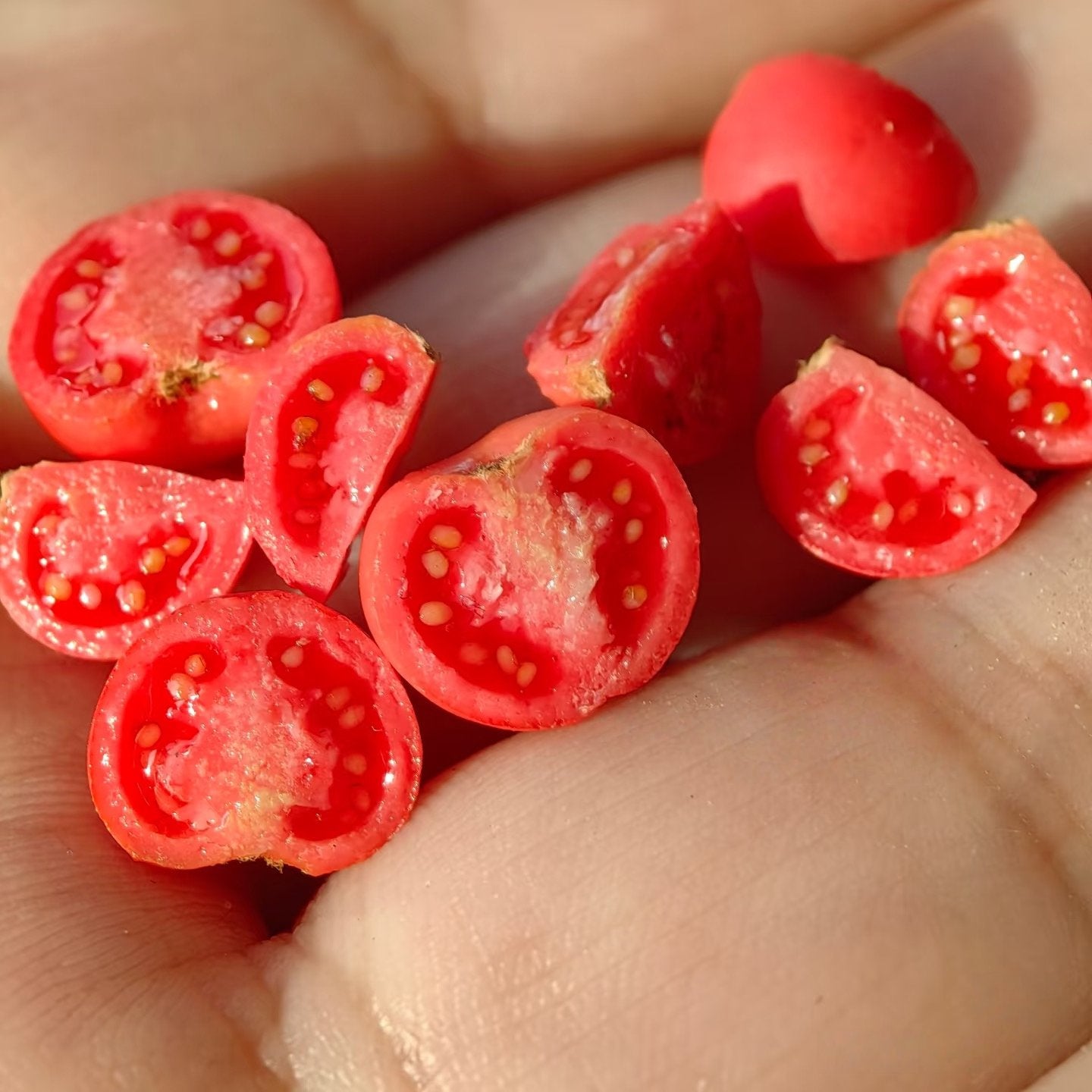 6Pcs Miniature Cherry Tomato Set – Hand-Sculpted 1:12 Scale Dollhouse Tomatoes with Halved Cross-Section, Translucent Pulp and Tiny Seeds, Realistic Produce for Italian Kitchen Dioramas, Salad Scenes & Polymer Clay Food Miniatures