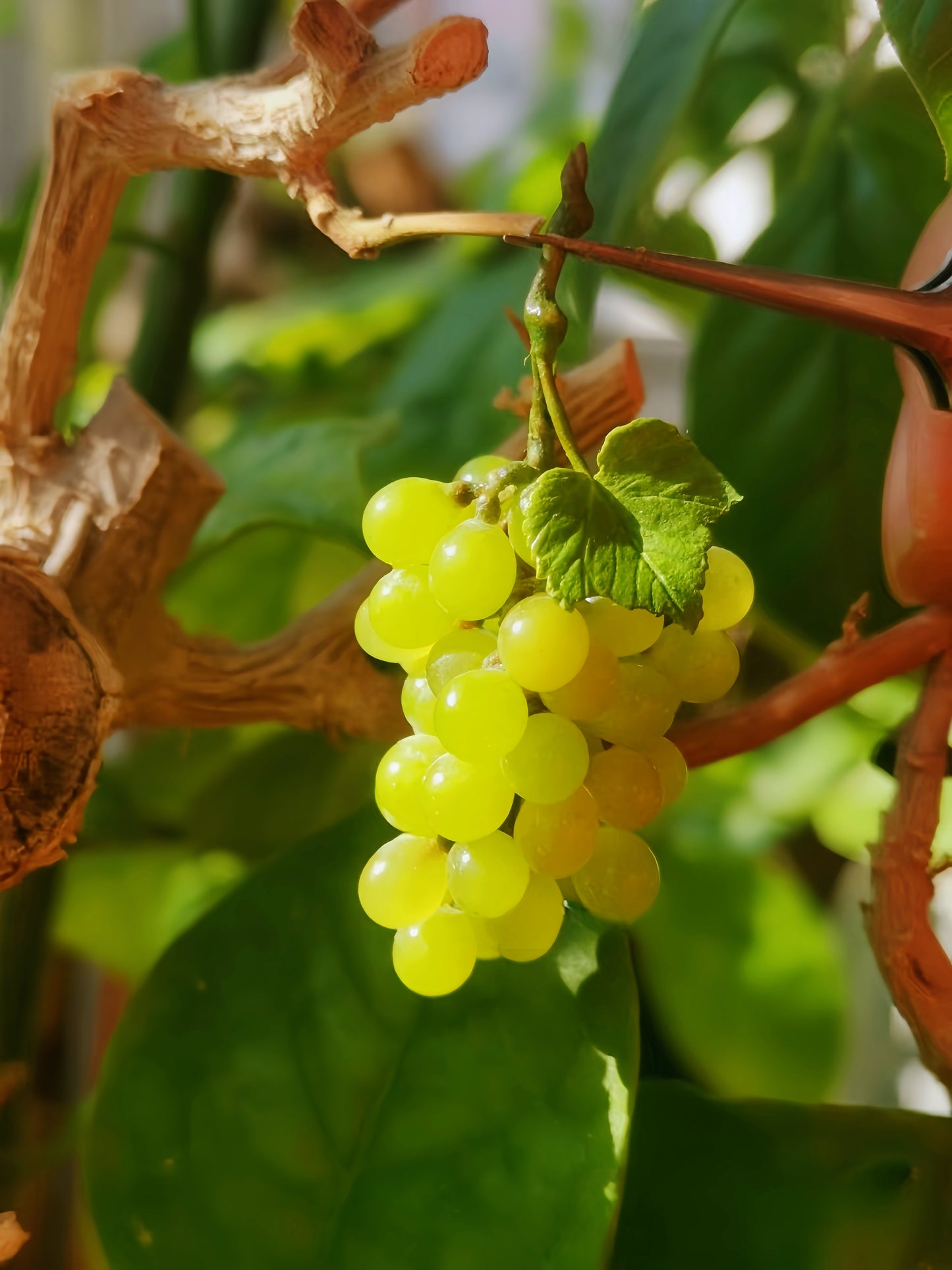 Miniature Green Grape Cluster – Hand-Sculpted 1:12 Scale Dollhouse Green Grapes with Vine Leaves and Realistic Stem, Tiny Muscat-Style Fruit for Dioramas & Polymer Clay Food Miniatures