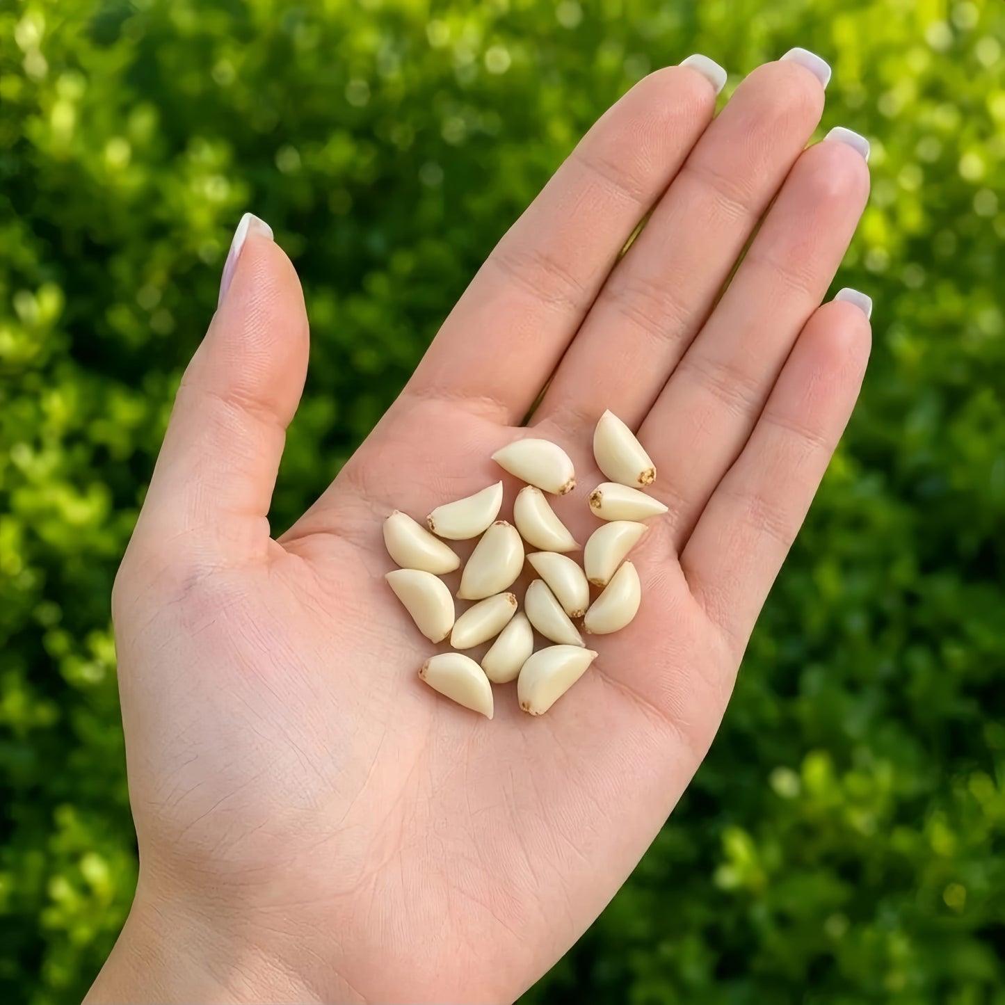 16Pcs Miniature Garlic Cloves Set – Hand-Sculpted 1:6 Scale Dollhouse Peeled Garlic with Glossy Skin and Root Ends, Realistic Tiny Aromatics for Blythe & Barbie Kitchen Dioramas, Resin Jewelry & Polymer Clay Food Miniatures