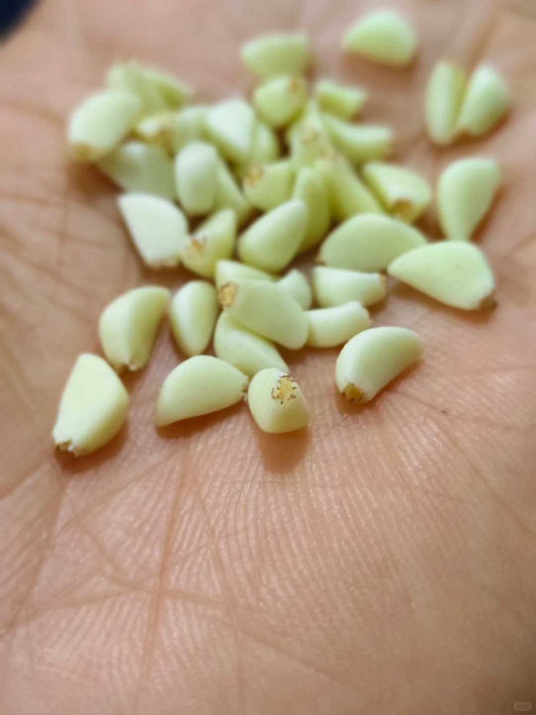 16Pcs Miniature Garlic Cloves Set – Hand-Sculpted 1:6 Scale Dollhouse Peeled Garlic with Glossy Skin and Root Ends, Realistic Tiny Aromatics for Blythe & Barbie Kitchen Dioramas, Resin Jewelry & Polymer Clay Food Miniatures