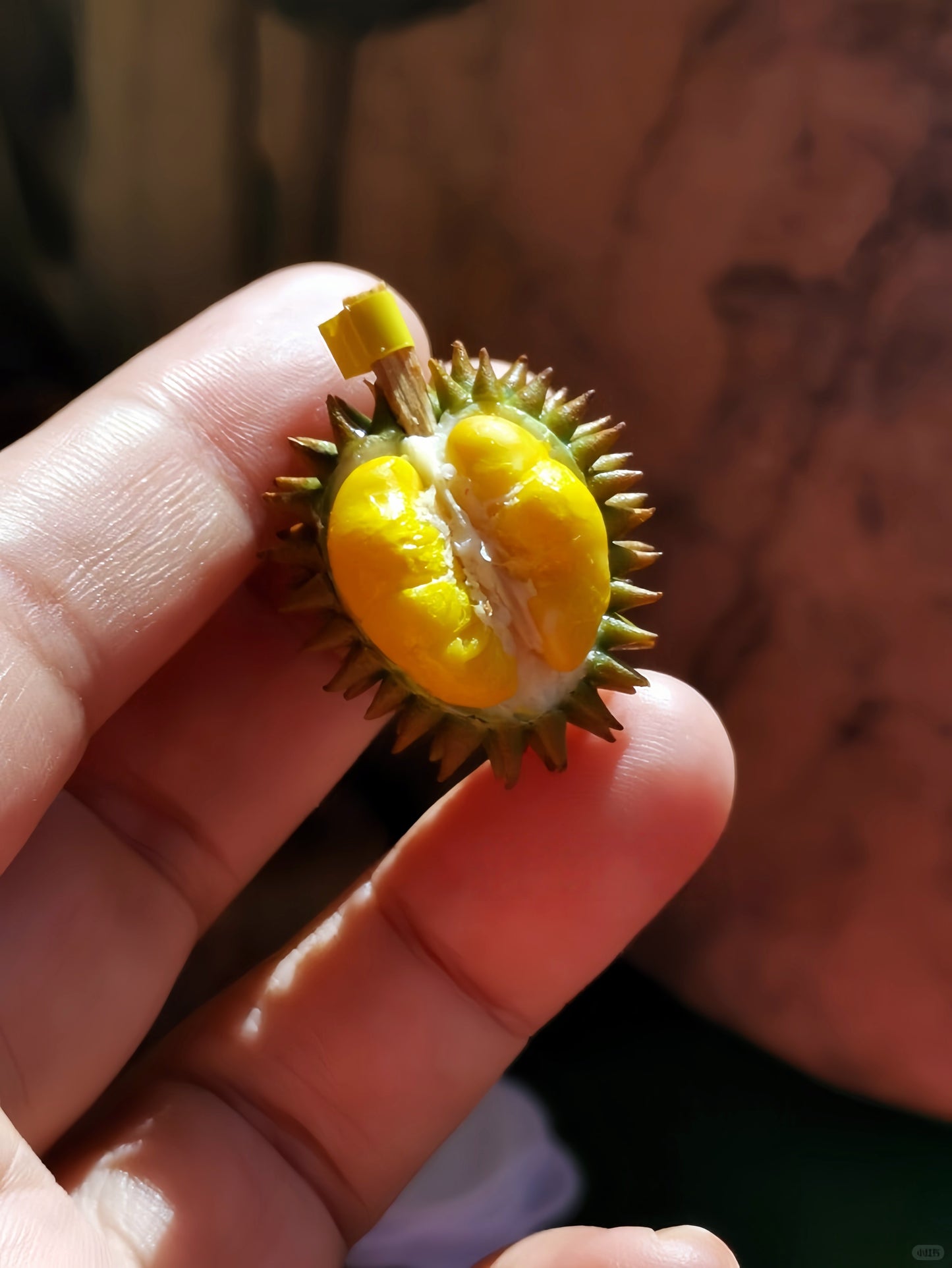 4Pcs Miniature Durian Set – Hand-Sculpted 1:6 Scale Dollhouse Durian with Spiky Shell, Cut Open and Loose Flesh Pods, Realistic Tiny Southeast Asian Fruit for Blythe & Barbie Dioramas, Resin Jewelry & Polymer Clay Food Miniatures