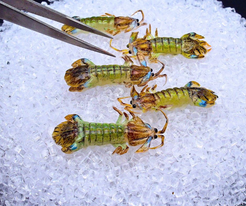 Miniature Mantis Shrimp - Hand-Sculpted 1:6 Scale Fresh Mantis Prawn with Segmented Shell, Blue-Edged Tail Fan & Antennae, Realistic Seafood Dollhouse Food for Blythe & Barbie Kitchen Dioramas, Resin Jewelry & Polymer Clay Food