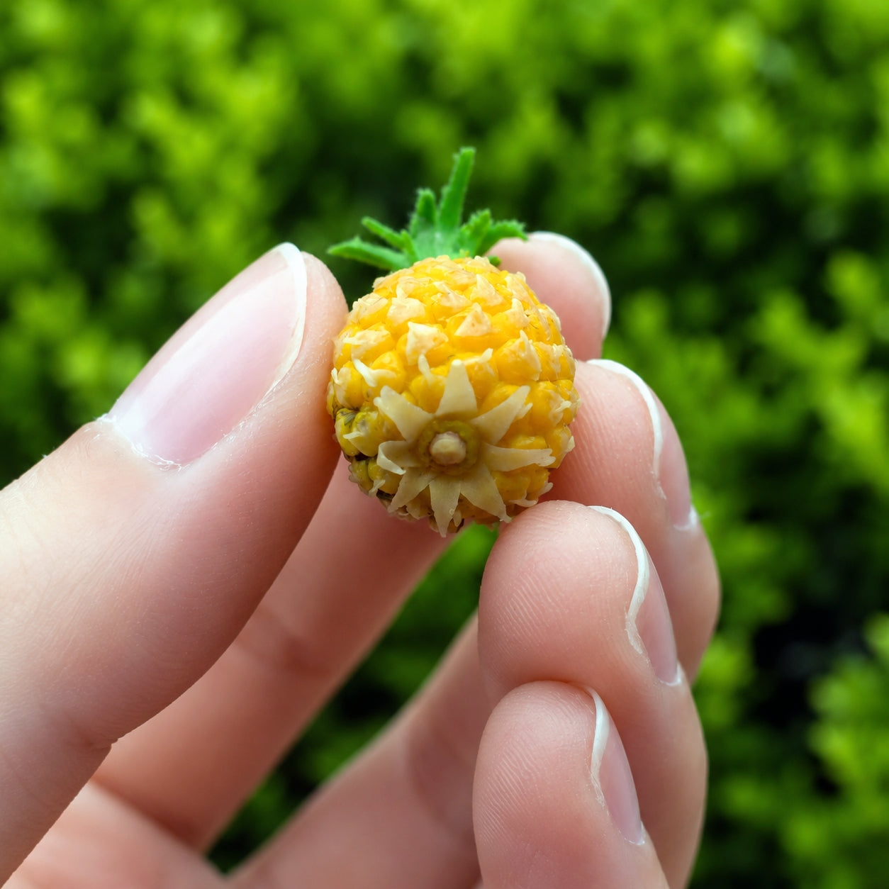 Miniature Pineapple - Hand-Sculpted 1:6 Scale Whole Pineapple with Textured Rind & Spiky Crown, Realistic Tropical Dollhouse Fruit for Blythe & Barbie Dioramas, Resin Jewelry & Polymer Clay Food
