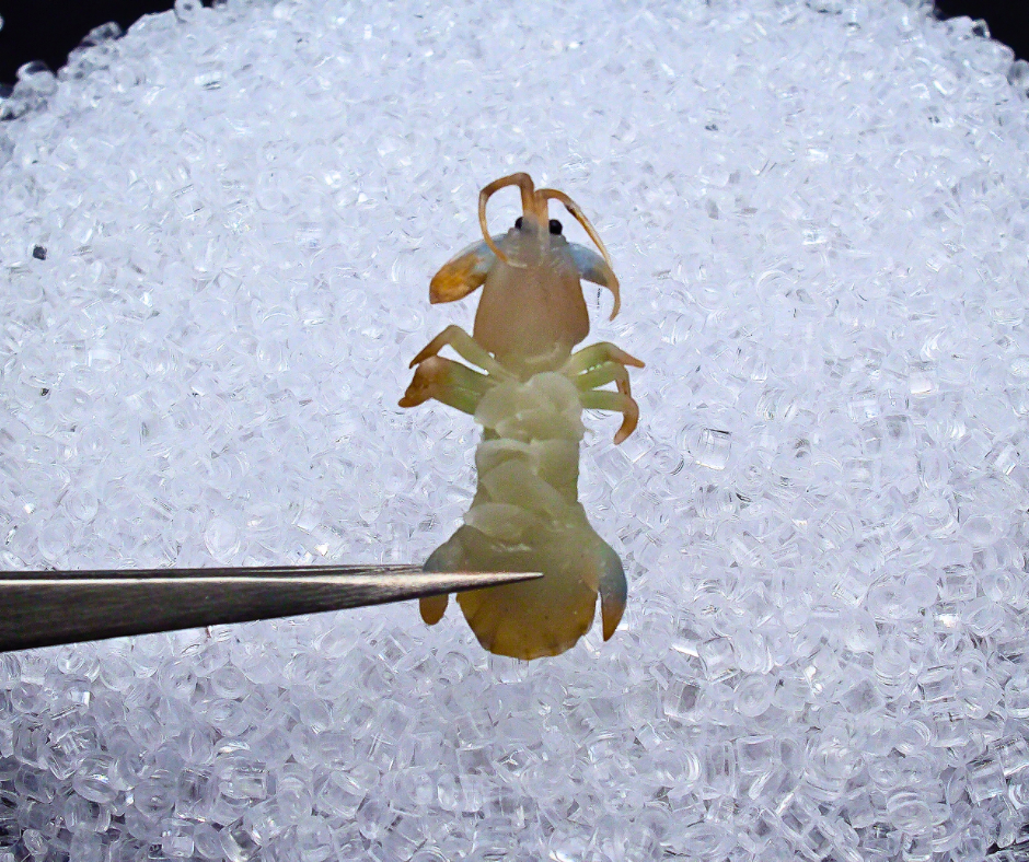 Miniature Mantis Shrimp - Hand-Sculpted 1:6 Scale Fresh Mantis Prawn with Segmented Shell, Blue-Edged Tail Fan & Antennae, Realistic Seafood Dollhouse Food for Blythe & Barbie Kitchen Dioramas, Resin Jewelry & Polymer Clay Food