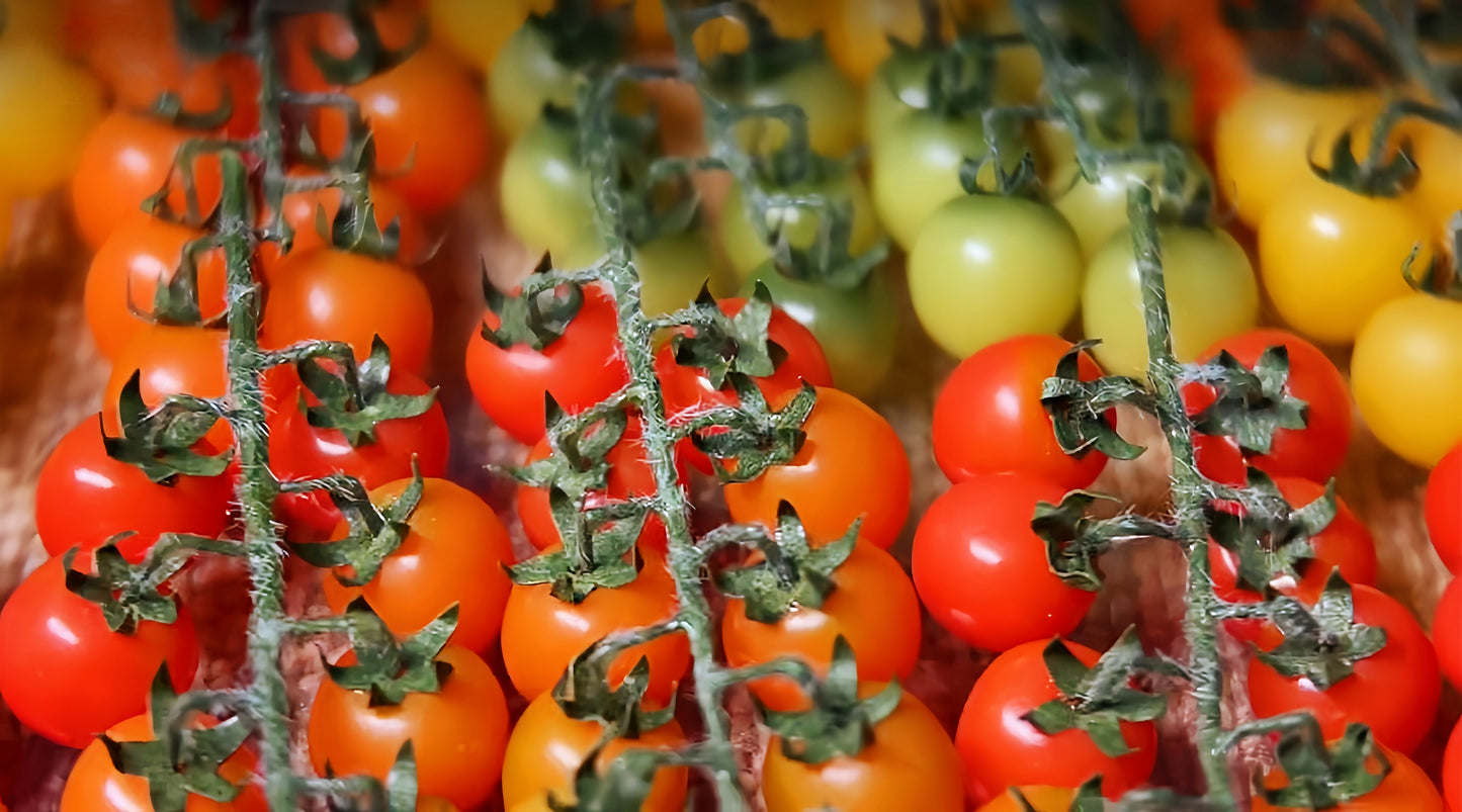 polymer clay cherry tomato vine miniature fdmini
