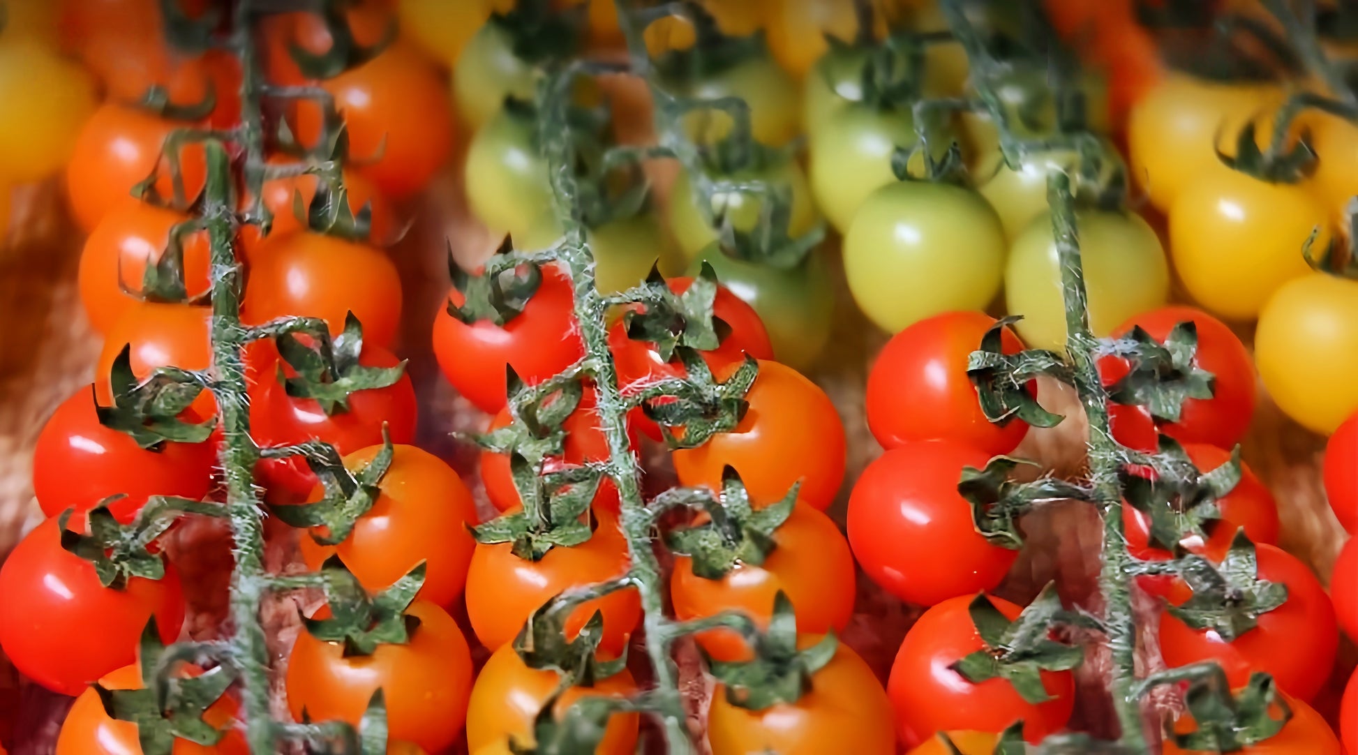 polymer clay cherry tomato vine miniature fdmini
