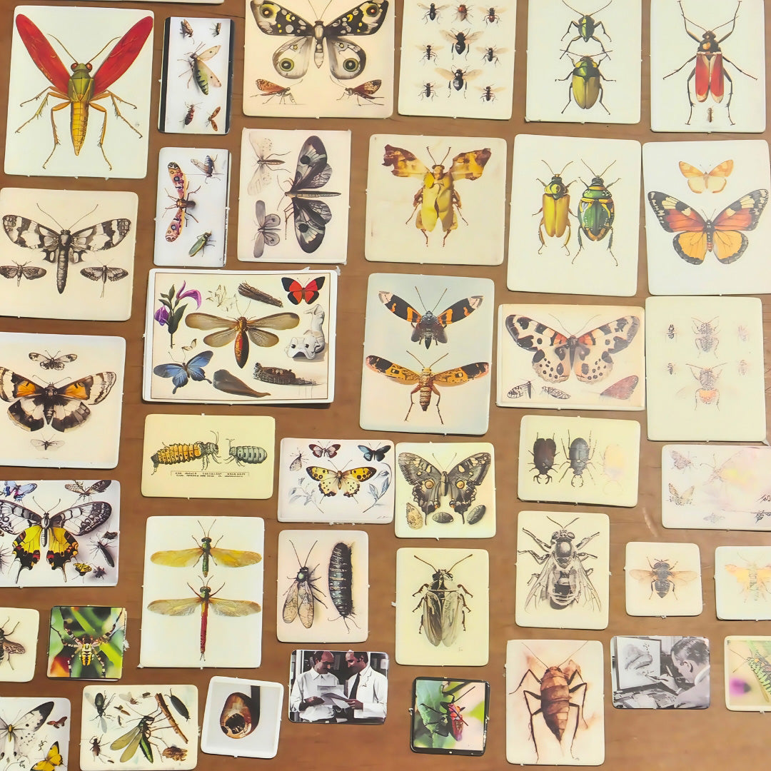 Insect Card Paper 3D Model Kit | Miniature STEM Craft for Teens & Adults | DIY Science Art, Educational Collectible for Nature Enthusiasts
